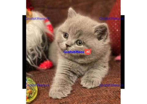 Brits korthaar katten zoeken een nieuw thuis