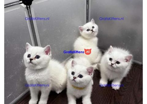Brits korthaar katten zoeken een nieuw thuis