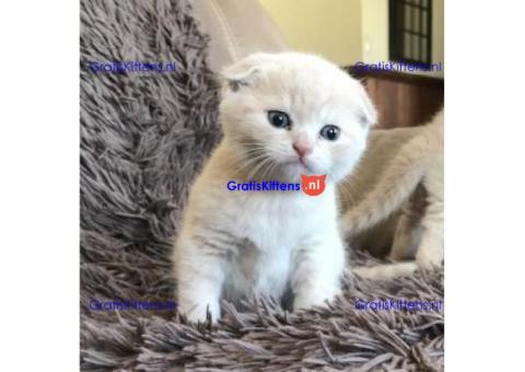 Britse Korthaar/Scottish Fold Blauw en Lilac kitten €150 Whatsapp-nummer: +32 460224753