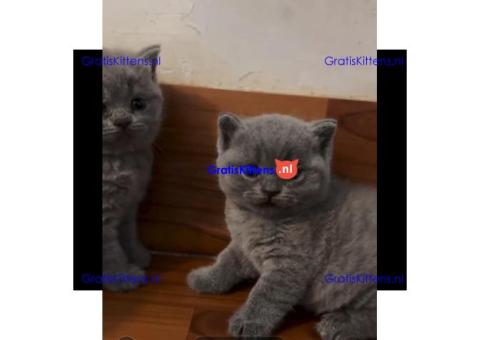 Brits korthaar katten zoeken een nieuw thuis