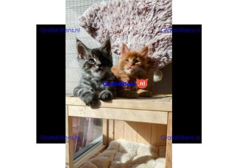 Britse Korthaar/Scottish Fold Blauw en Lilac kitten €150 Whatsapp-nummer: +32 460224753