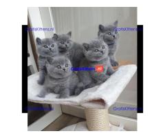 Britse Korthaar/Scottish Fold Blauw en Lilac kitten €150 Whatsapp-nummer: +32 460224753