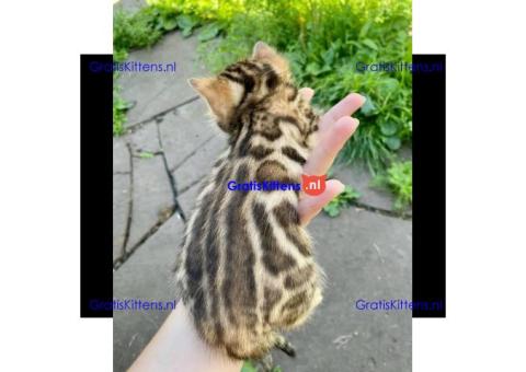 Brits korthaar katten zoeken een nieuw thuis