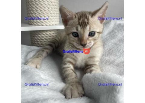 Schattige en gezonde kittens klaar voor hun nieuwe thuis