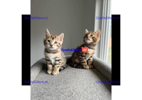 Schattige en gezonde kittens klaar voor hun nieuwe thuis