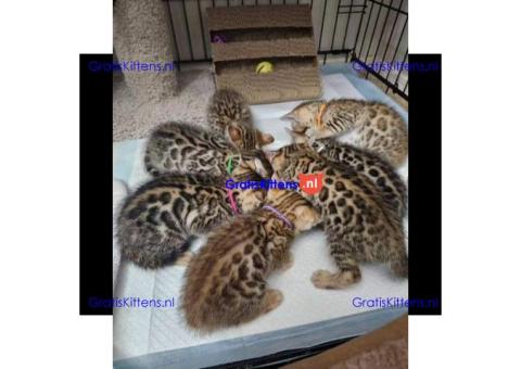 Schattige en gezonde kittens klaar voor hun nieuwe thuis