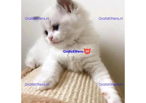 Schattige en gezonde kittens klaar voor hun nieuwe thuis