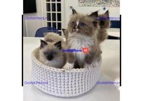 Schattige en gezonde kittens klaar voor hun nieuwe thuis