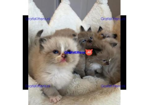 Schattige en gezonde kittens klaar voor hun nieuwe thuis