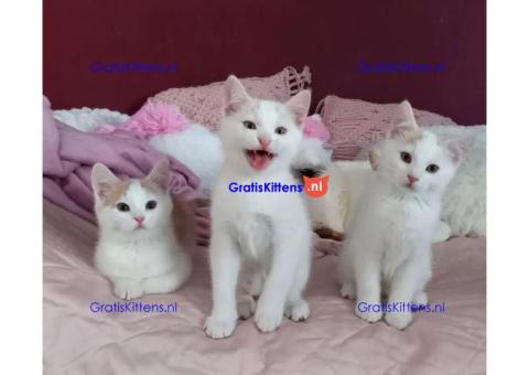 Schattige en gezonde kittens klaar voor hun nieuwe thuis