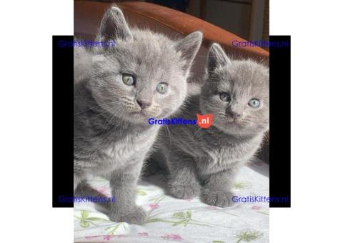 Schattige en gezonde kittens klaar voor hun nieuwe thuis