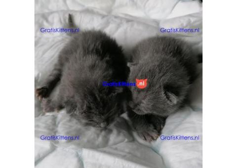 Schattige en gezonde kittens klaar voor hun nieuwe thuis