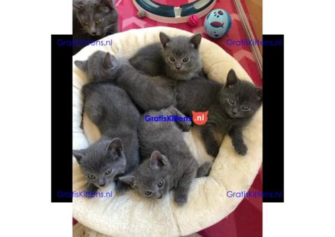 Schattige en gezonde kittens klaar voor hun nieuwe thuis