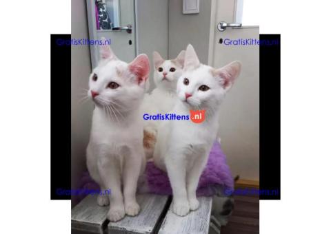 Schattige en gezonde kittens klaar voor hun nieuwe thuis