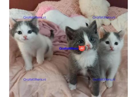 Schattige en gezonde kittens klaar voor hun nieuwe thuis