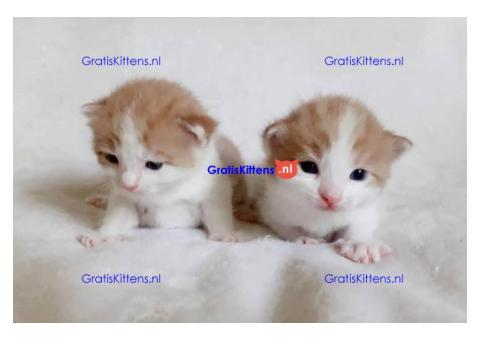 Schattige en gezonde kittens klaar voor hun nieuwe thuis