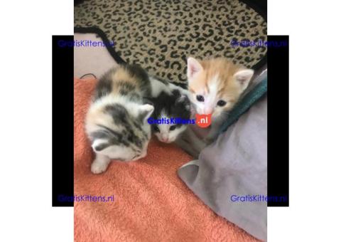 Schattige en gezonde kittens klaar voor hun nieuwe thuis