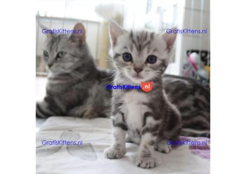 Schattige en gezonde kittens klaar voor hun nieuwe thuis