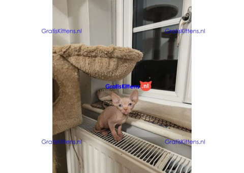 Schattige en gezonde kittens klaar voor hun nieuwe thuis