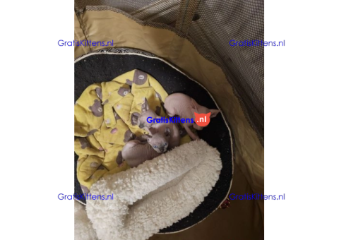 Schattige en gezonde kittens klaar voor hun nieuwe thuis