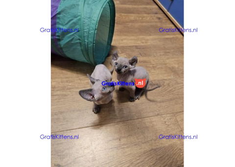 Schattige en gezonde kittens klaar voor hun nieuwe thuis