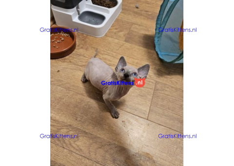 Schattige en gezonde kittens klaar voor hun nieuwe thuis