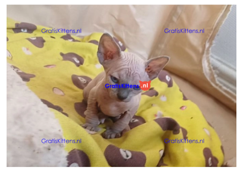 Schattige en gezonde kittens klaar voor hun nieuwe thuis
