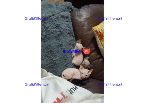 Schattige en gezonde kittens klaar voor hun nieuwe thuis