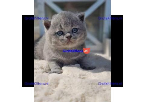 Schattige en gezonde kittens klaar voor hun nieuwe thuis