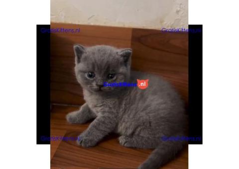 Schattige en gezonde kittens klaar voor hun nieuwe thuis