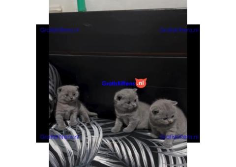 Schattige en gezonde kittens klaar voor hun nieuwe thuis