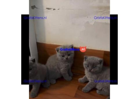 Schattige en gezonde kittens klaar voor hun nieuwe thuis
