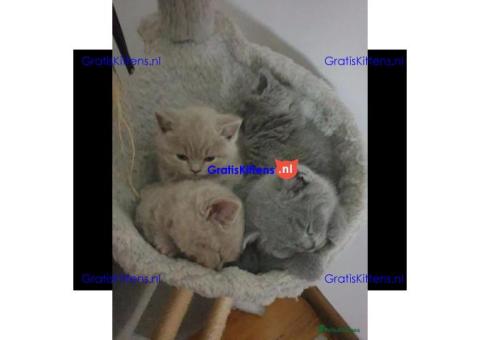 Schattige en gezonde kittens klaar voor hun nieuwe thuis