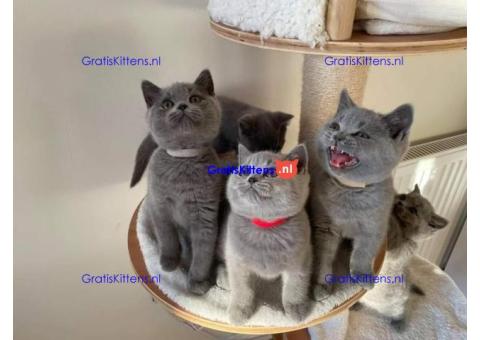 Schattige en gezonde kittens klaar voor hun nieuwe thuis