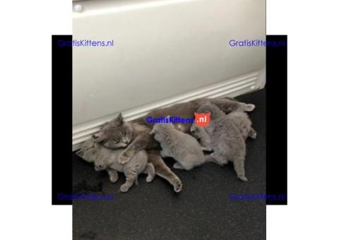 Schattige en gezonde kittens klaar voor hun nieuwe thuis