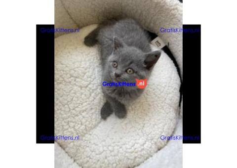 Schattige en gezonde kittens klaar voor hun nieuwe thuis