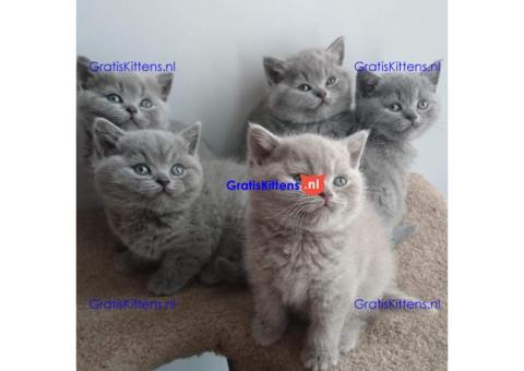 Schattige en gezonde kittens klaar voor hun nieuwe thuis