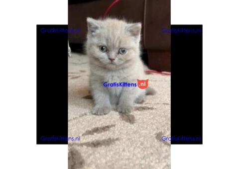 Schattige en gezonde kittens klaar voor hun nieuwe thuis