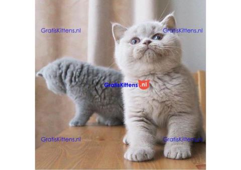 Britse Korthaar/Scottish Fold Blauw en Lilac kitten