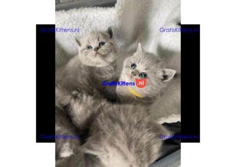Schattige en gezonde kittens klaar voor hun nieuwe thuis