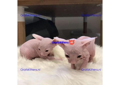 munchkin sphynx kittens voor gratis adoptie