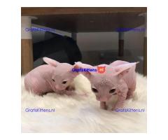 munchkin sphynx kittens voor gratis adoptie