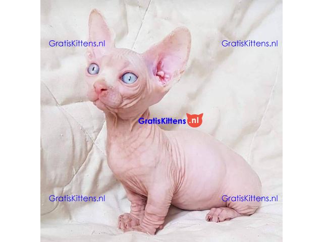 munchkin sphynx kittens voor gratis adoptie