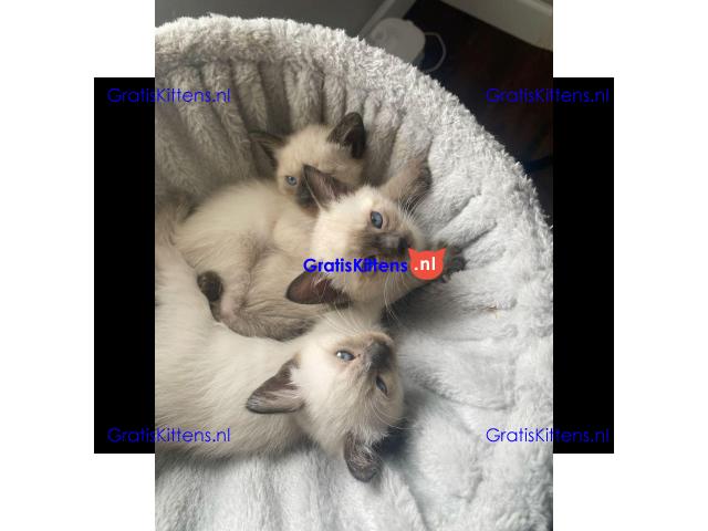 Prachtige Siamese katjes beschikbaar voor gratis adoptie