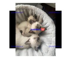 Prachtige Siamese katjes beschikbaar voor gratis adoptie