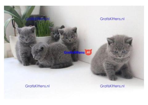 Gccf geregistreerd prachtige Britse korthaar kittens