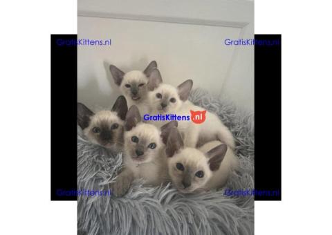 Prachtige Siamese kittens beschikbaar.