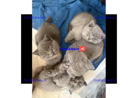 Britse korthaar kittens beschikbaar voor een nieuw thuis.