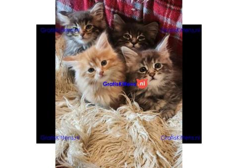 Maine Coon Kitten Rood/Wit Tortie Stamboom Ouders