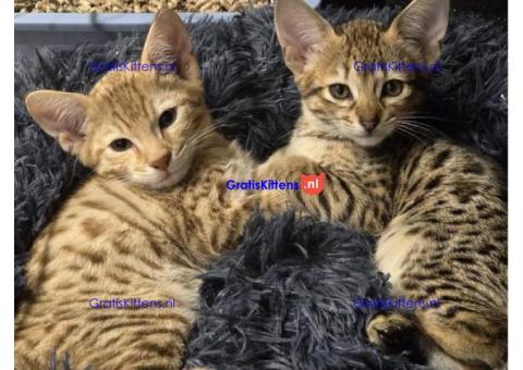 F3 Savannah kittens TICA geregistreerd